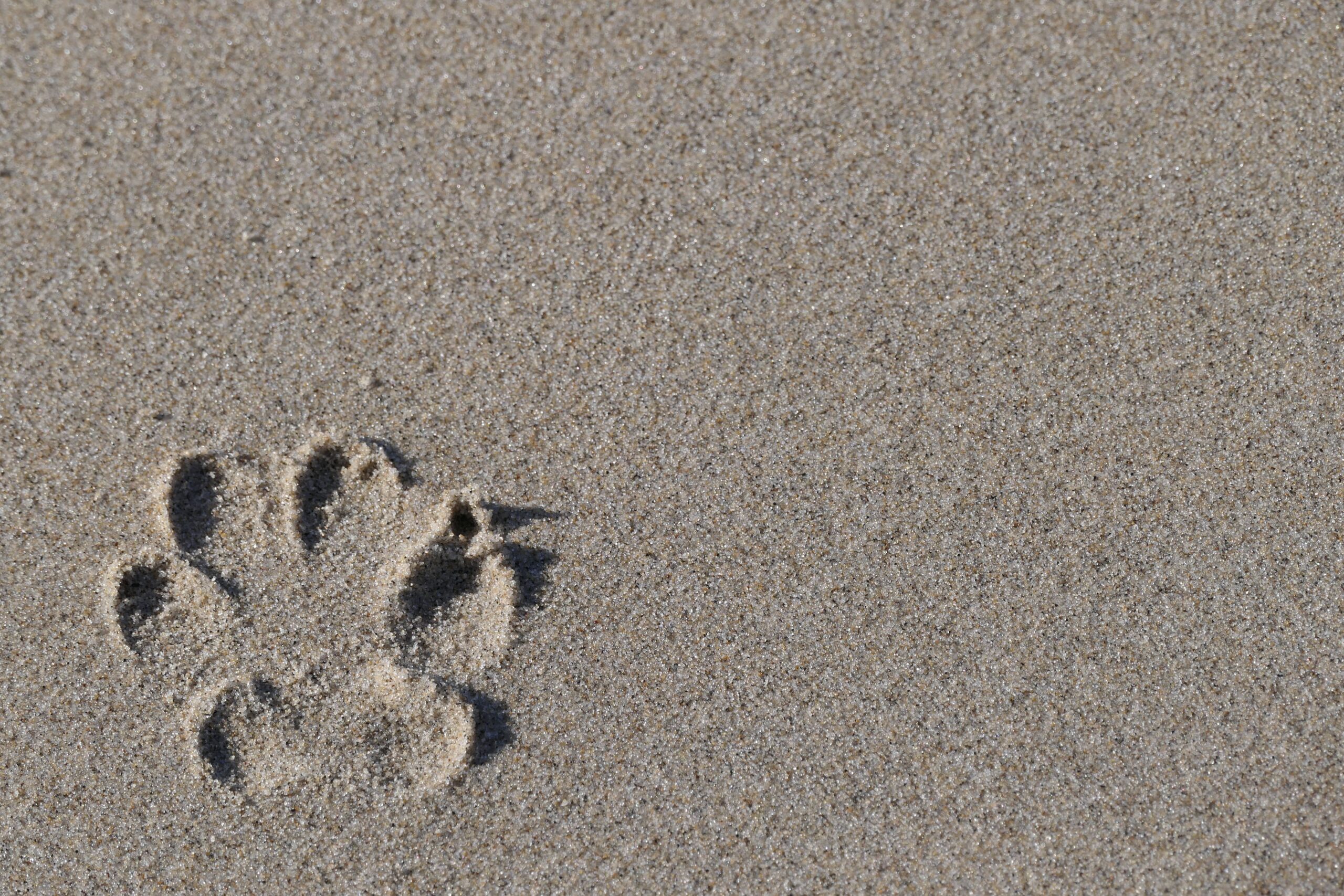 paw print in sand