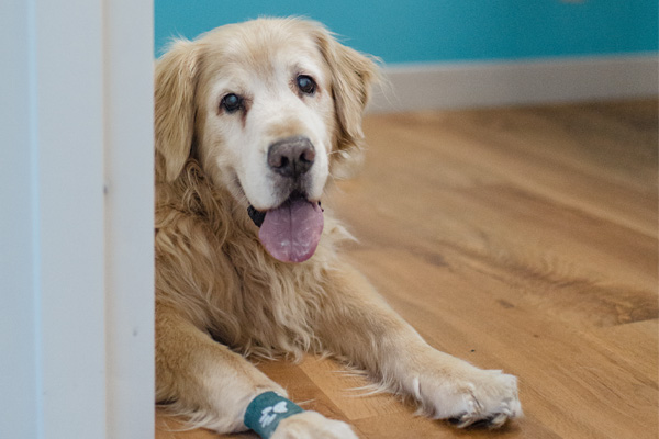 happy golden retriever sitting by doorway