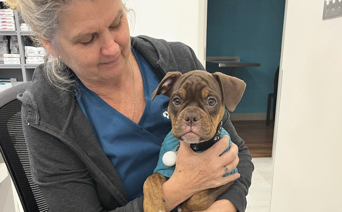 vet tech holding a puppy at tansley woods veterinary hospital